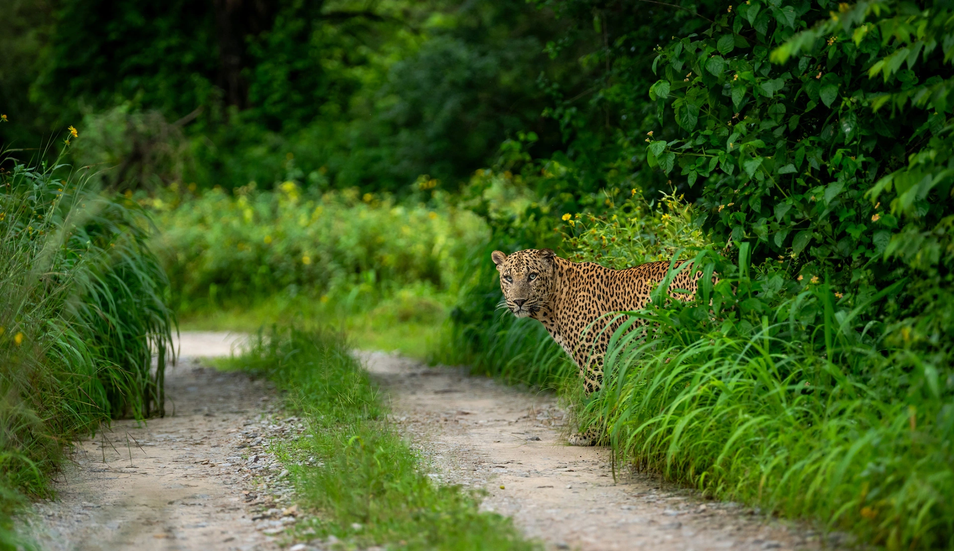 Forest Stays and Wildlife Safaris
